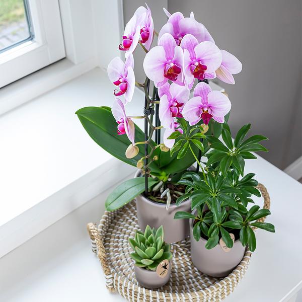 Roze Phalaenopsis orchidee - Niagara Fall  - potmaat Ø12cm