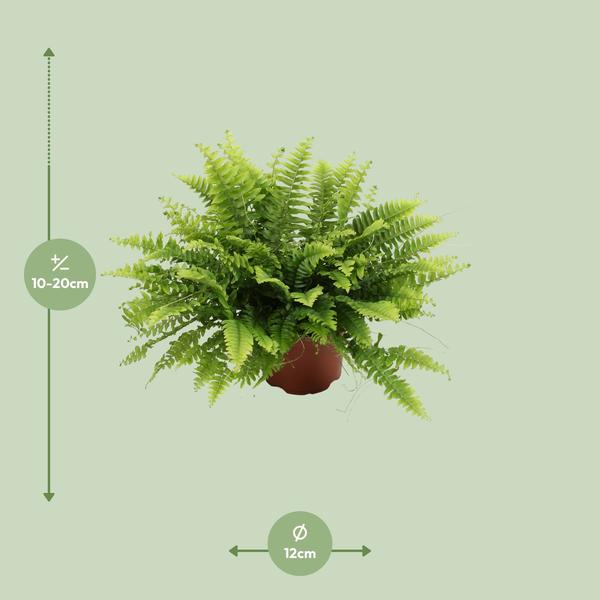 Nephrolepis Boston Green Moment - ↕20cm - Ø12cm