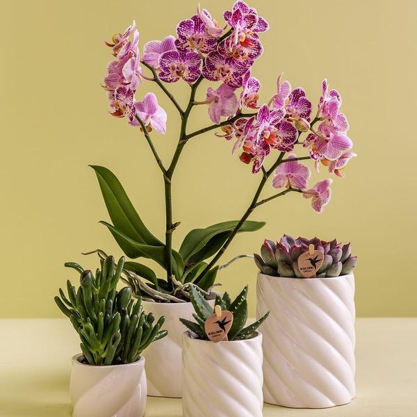 Candy sierpot - Hoog - Wit - Ø6cm