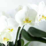 Witte Phalaenopsis orchidee - Jewel Ghent - potmaat Ø12cm