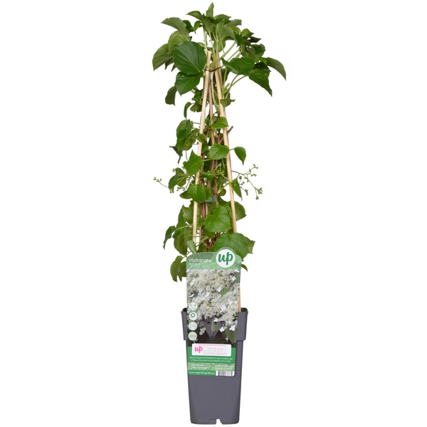 Hydrangea petiolaris - Hortensia grimpant - ↕65cm - Ø15cm