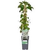 Hydrangea petiolaris - Hortensia grimpant - ↕65cm - Ø15cm