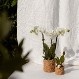 Star Fish sierpot - Sand - Ø6cm