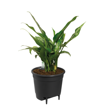Self Watering Insert - Ø17cm