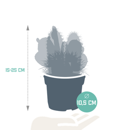 Cactus mix 10.5 cm - 3x - zonder pot