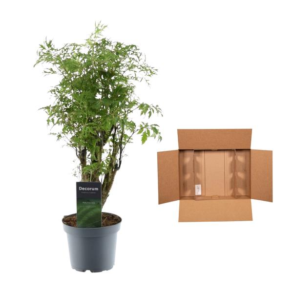 Polyscias Hawaiiana Ming - ↕45cm - Ø12cm