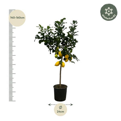 Citroenboom - ↕150cm - Ø24cm