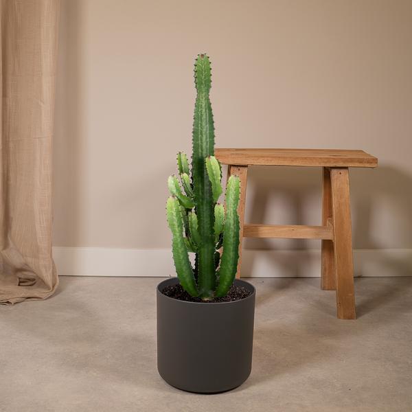 Euphorbia Acrurensis - ↕60cm - Ø24