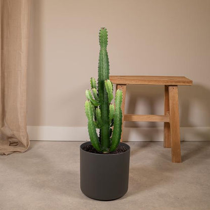 Euphorbia Acrurensis - ↕60cm - Ø24