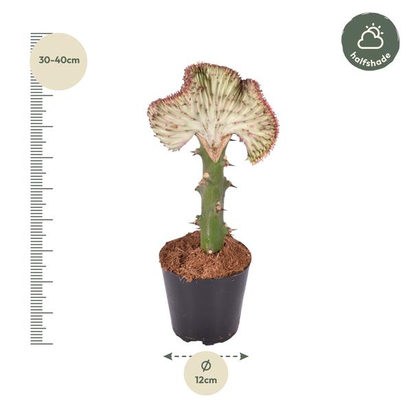 Euphorbia lactea Cristata rood - ↕35 cm - Ø12cm