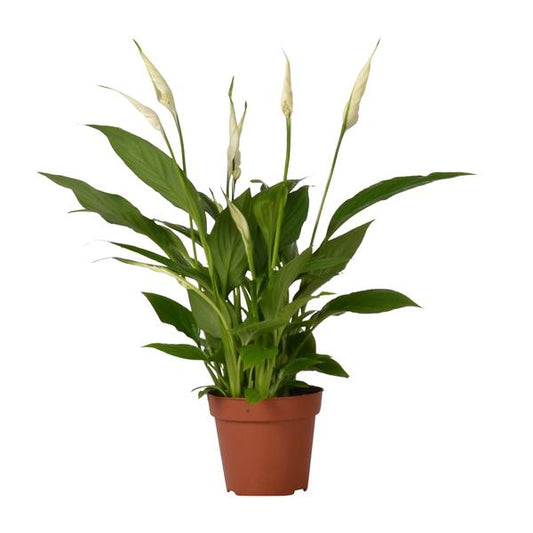Spathiphyllum Bingo Cupido - ↕45cm - Ø12cm