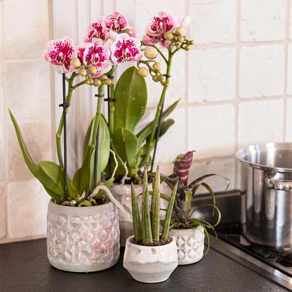 Roze paarse phalaenopsis orchidee - El Salvador - potmaat Ø9cm