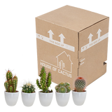 Cactus mix 5.5 cm - 5x - in witte pot