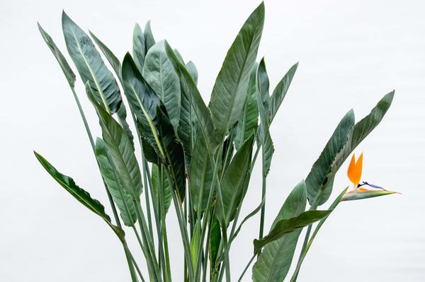 Strelitzia Reginae - ↕160cm - Ø30cm