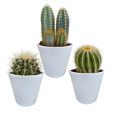 Cactus mix 8.5 cm - 3x - in witte pot