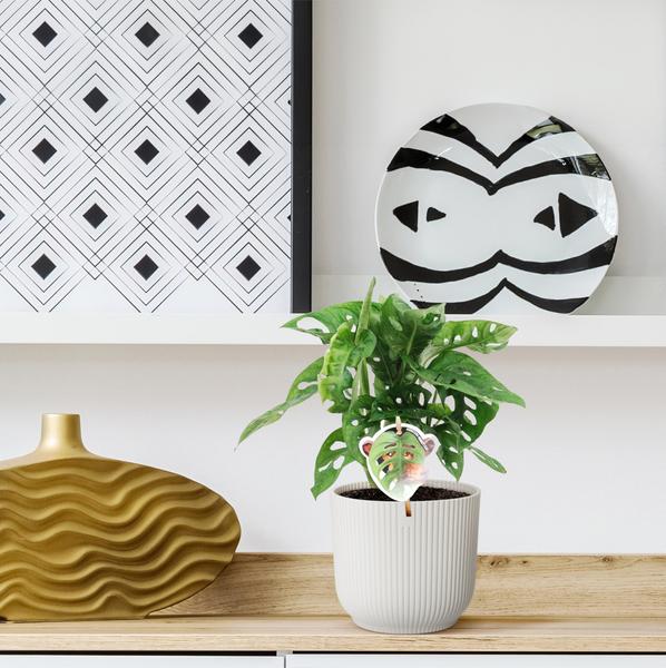 Monstera obliqua 'Feuille de Singe' - ↕25cm - Ø12cm