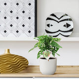 Monstera obliqua 'Feuille de Singe' - ↕25cm - Ø12cm