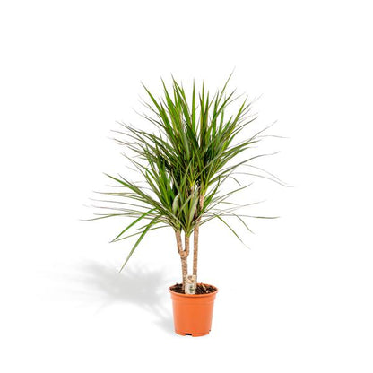 Dracaena Marginata - ↕90cm - Ø17cm
