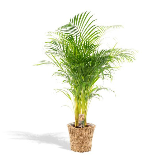 Dypsis Lutescens / Areca Palm + mand - ↕110cm -Ø21cm