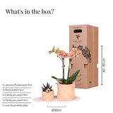 Gift set Optimism small peach | Groene plant met oranje Phalaenopsis orchidee in Candy sierpotten op wit organisch dienblad
