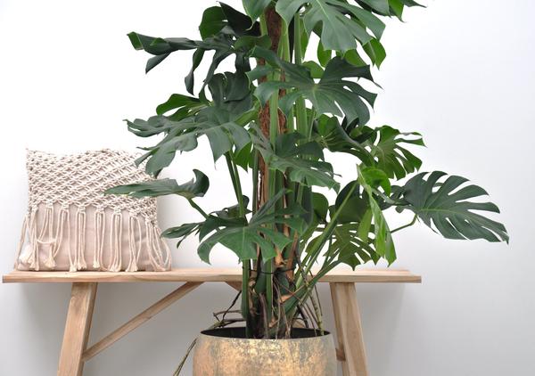 Monstera Deliciosa - ↕150cm - ⌀27