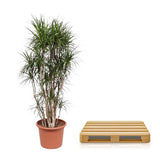 Dracaena Marginata vertakt - ↕220cm - Ø40cm