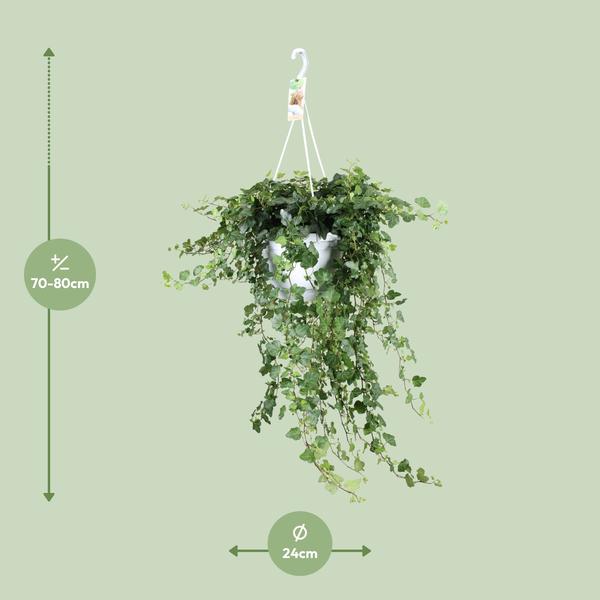 Hedera Wonder Green - ↕70cm - Ø24cm