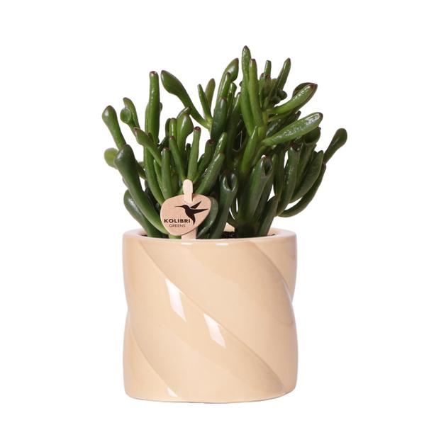 succulent Crassula Hobbit + Painted Stripe pot lila - potmaat Ø9cm