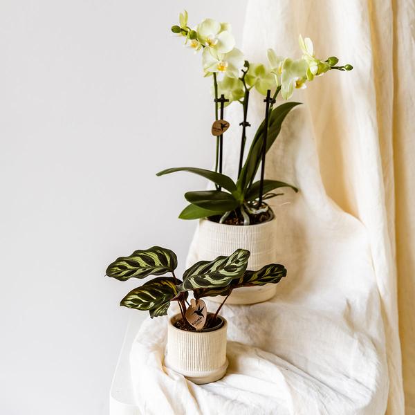 Bali sierpot  - Off White - Ø9cm