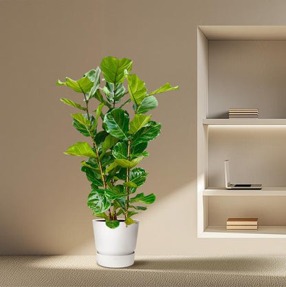 Ficus Lyrata struik - ↕160cm - Ø30cm