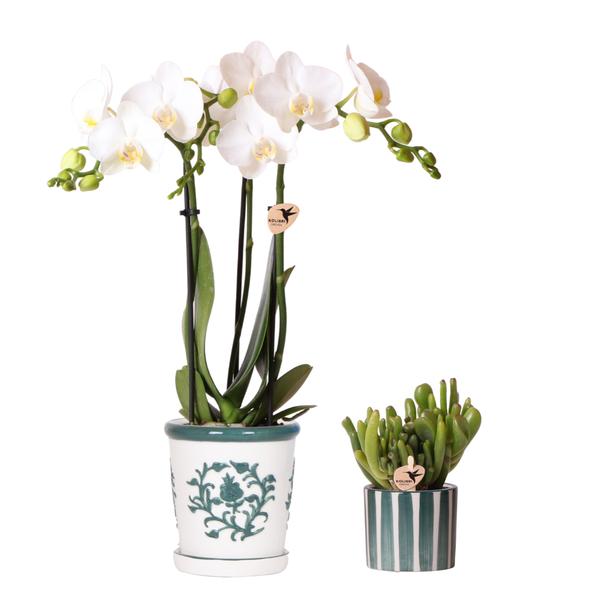 Set van witte orchidee Amabilis in Malaga pot en succulent in Painted Stripe pot groen - potmaat Ø9cm & Ø6cm