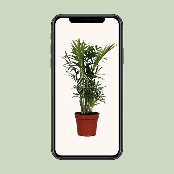 Chamaedorea Elegans - Ø12cm - ↕40cm