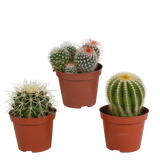 Bolcactus mix 8,5 cm | 3 stuks - zonder pot
