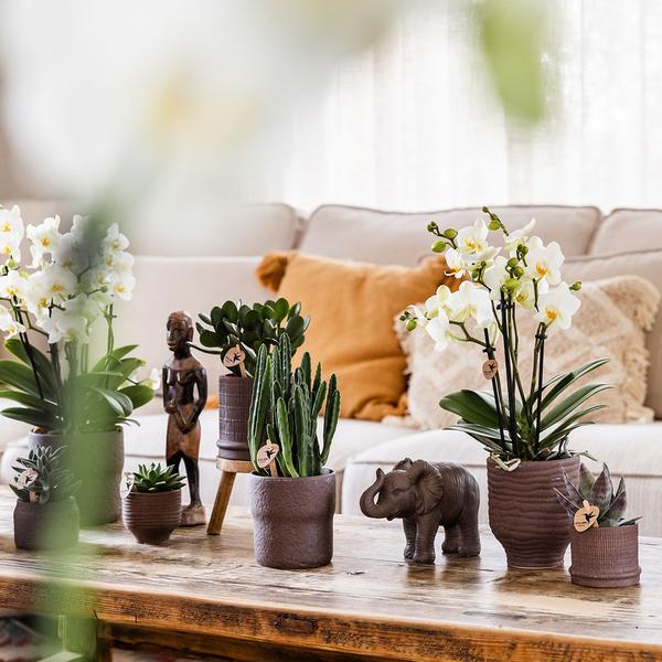 Bali sierpot  - Bruin - Ø6cm