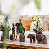 Bali sierpot  - Bruin - Ø6cm