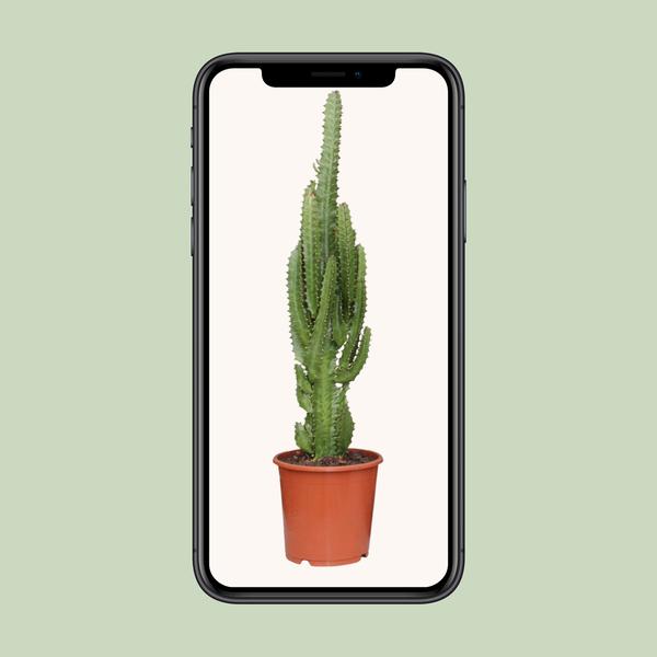 Euphorbia Trigona - ↕70cm - Ø17cm