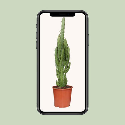 Euphorbia Trigona - ↕70cm - Ø17cm