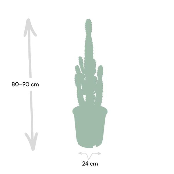 Euphorbia Acrurensis - ↕60cm - Ø24