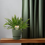 Nephrolepis Green Lady - ↕30cm - Ø12cm