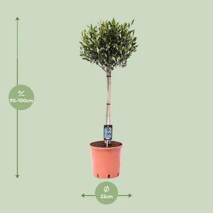 Olijfboom / Olea Europeae - ↕100cm - Ø22cm