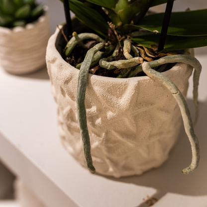 Plantenset Star Fish small | Witte Phalaenopsis Orchidee Lausanne en Succulent incl. keramieken sierpotten op wit organisch dienblad