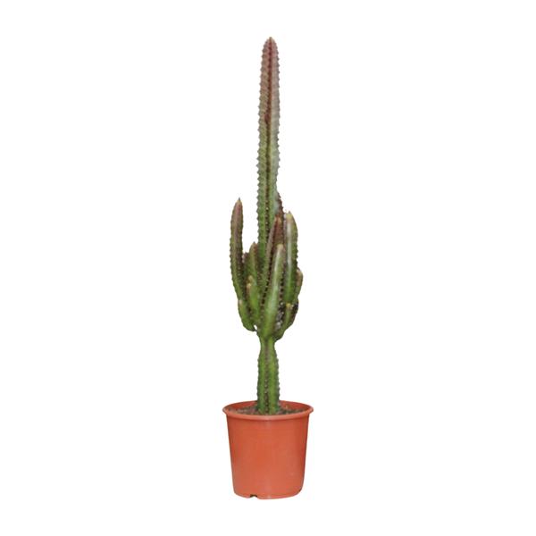 Euphorbia Trigona Rubra - ↕70cm - Ø17cm