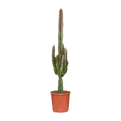 Euphorbia Trigona Rubra - ↕70cm - Ø17cm