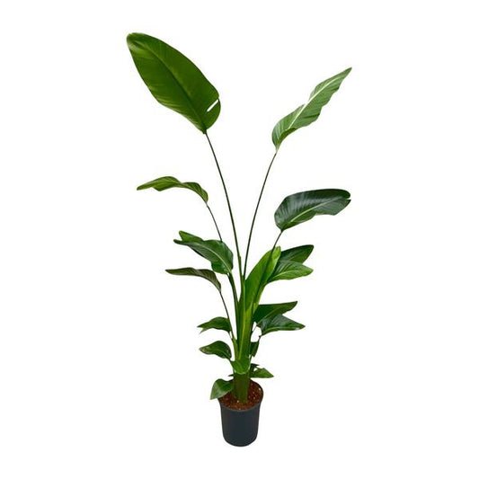 Strelitzia Nicolai - ↕170cm - Ø21cm