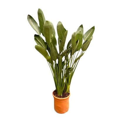 Strelitzia Reginae XXL - ↕180cm - Ø50cm
