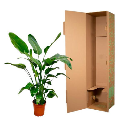 Strelitzia Nicolai - ↕150cm - Ø21cm