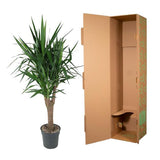Yucca Elephantipe vertakt - ↕150cm - Ø31cm
