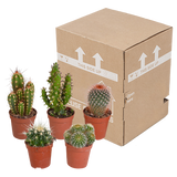 Cactus mix - 5 stuks - Ø5.5cm