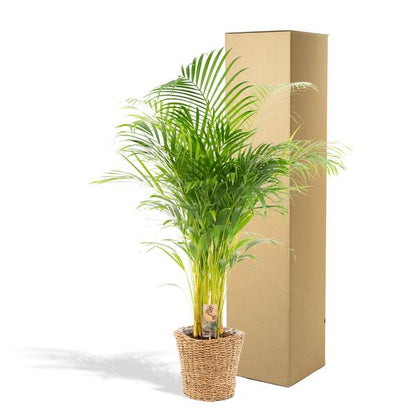 Dypsis Lutescens / Areca Palm + mand - ↕110cm -Ø21cm