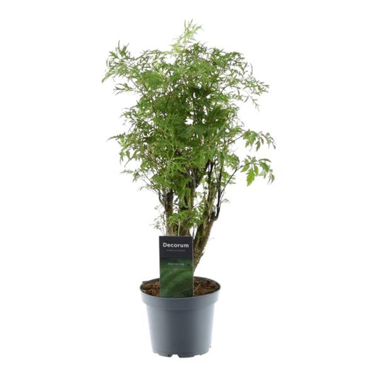 Polyscias Hawaiiana Ming - ↕45cm - Ø12cm